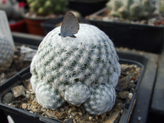 DSCF8785 - CACTUSI SI FLORI