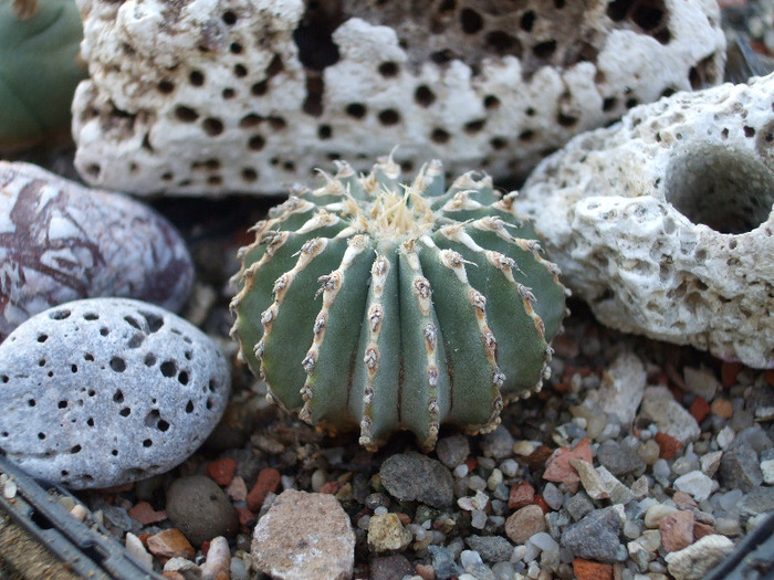 DSCF8789 - CACTUSI SI FLORI