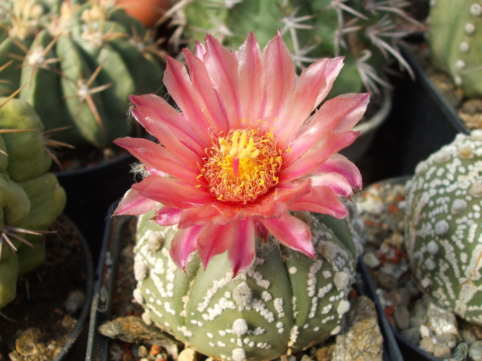 DSCF8891 - CACTUSI SI FLORI