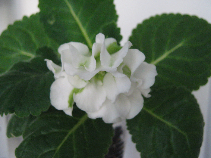  - gloxinia Madonna  alba dubla 2011