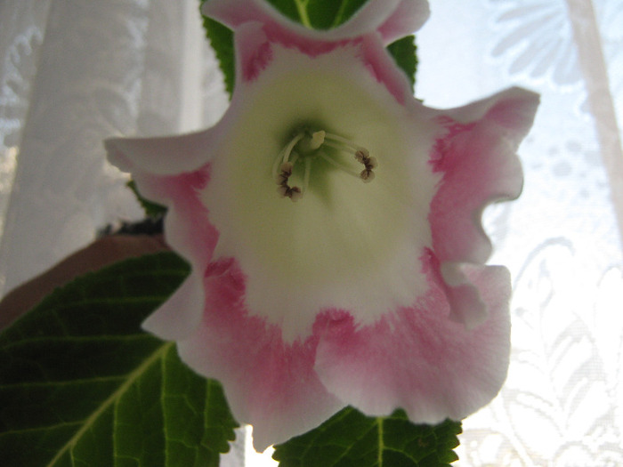  - gloxinia alba margine rosie simpla Rosalinda