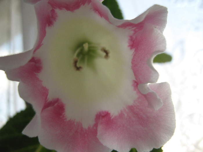  - gloxinia alba margine rosie simpla Rosalinda