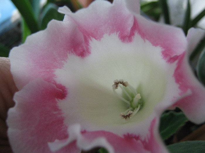  - gloxinia alba margine rosie simpla Rosalinda