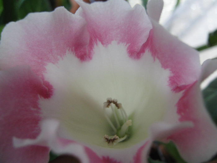  - gloxinia alba margine rosie simpla Rosalinda