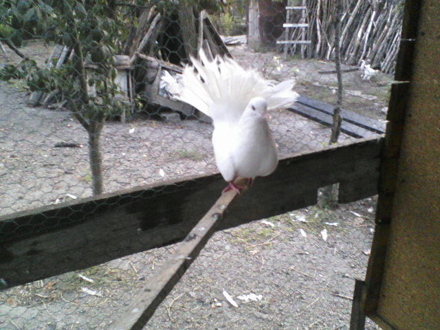 P04-09-11_19.43[4]