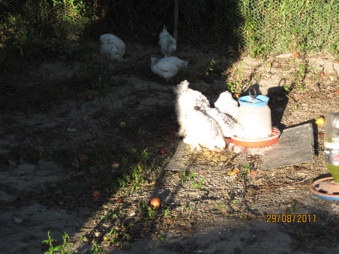 011; brahma herminat deschis
