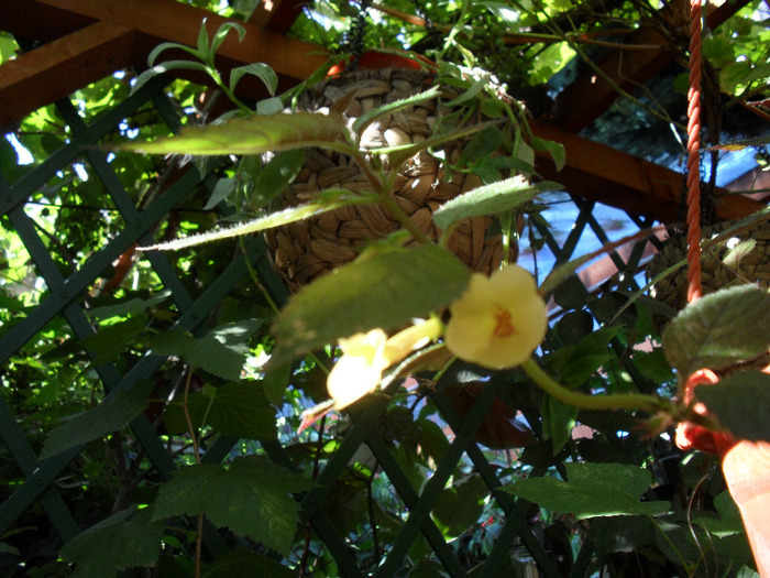 SAM_0781; yelow beauty de la d-na Nina
