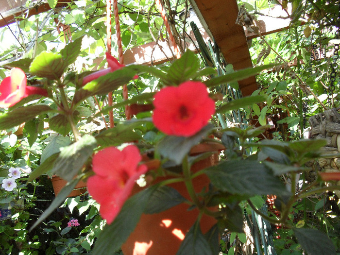 SAM_0783; Stans dellight de la d-na Nina
