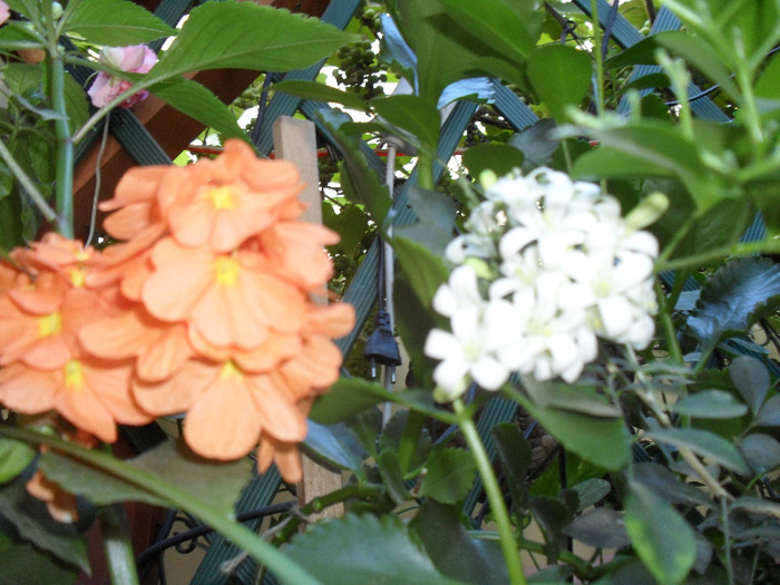 SAM_0794; crosandra si muraia
