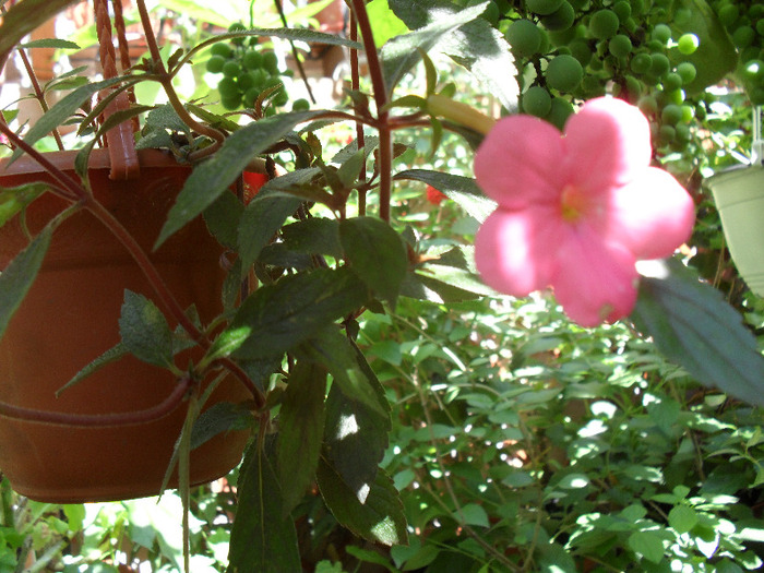 SAM_0816 - august 2011