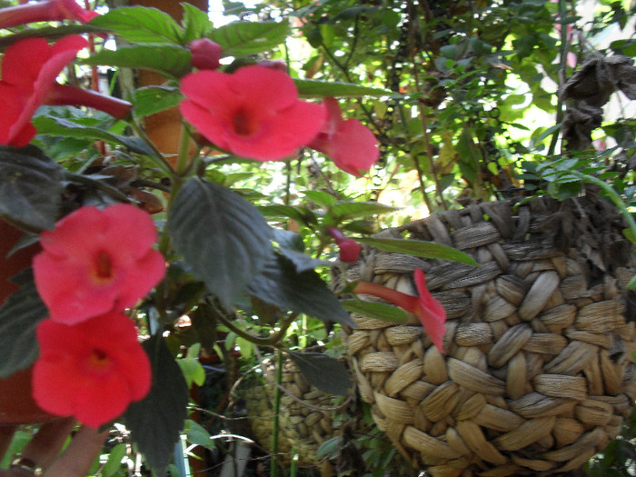 SAM_0822 - august 2011