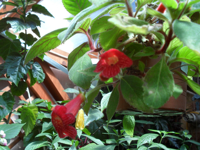 SAM_0824 - august 2011