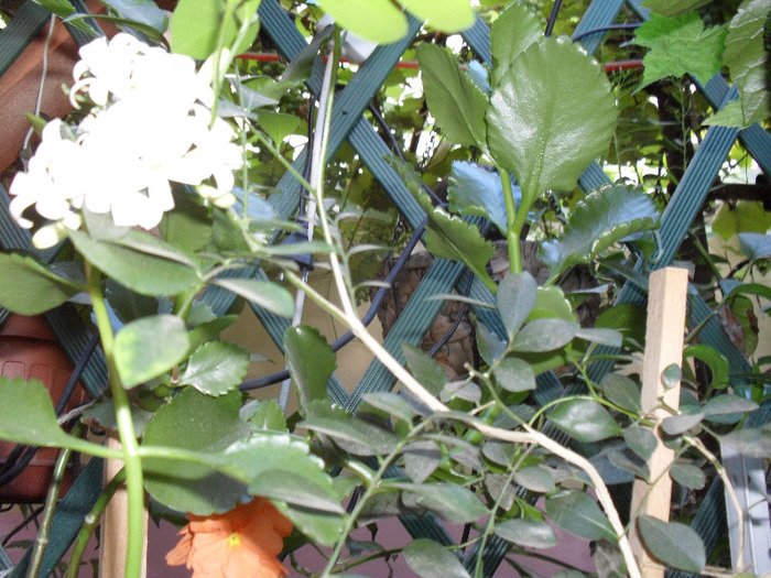 SAM_0826 - august 2011