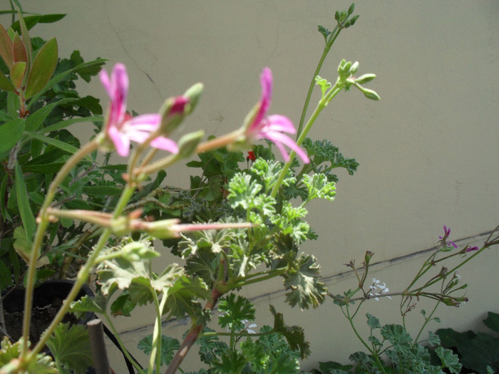 SAM_0850; M.Lavander
