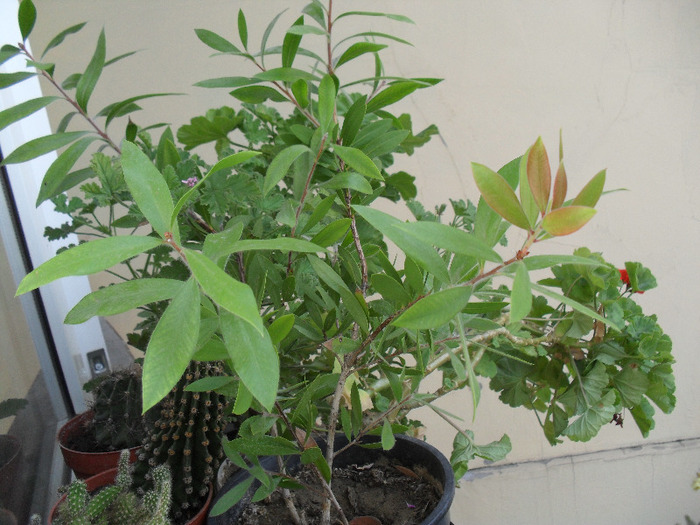 SAM_0851; calistemon de la Angygr
