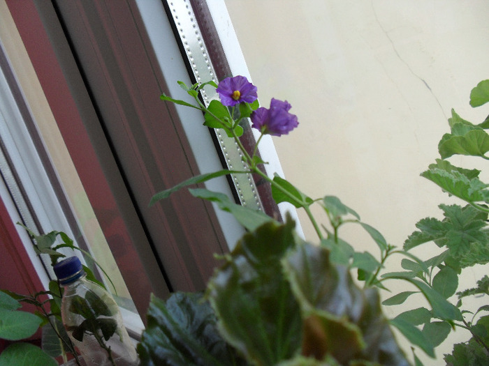 SAM_0852; gentiana de al Ehea
