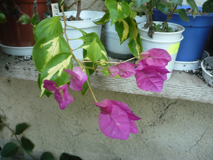 Vicky - zzz-BOUGAINVILLEA-2011