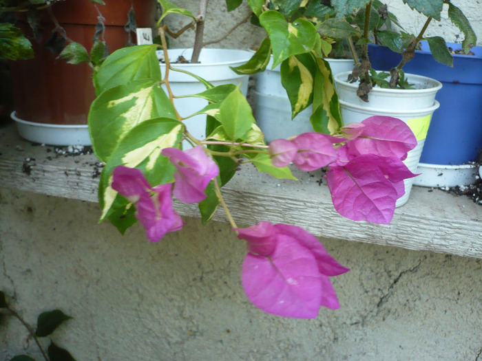 P1090773 - zzz-BOUGAINVILLEA-2011