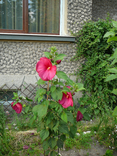 P1300595 - Brasov - august 2011