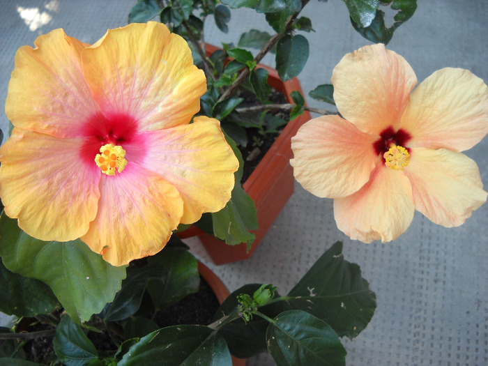 5.09.011 am inflorit! - HIBISCUS- 2011