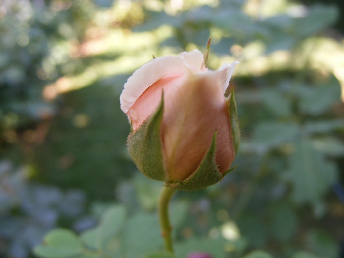 Frederic Mistral(The Children's Rose); Theahibryd,floare mare,40-45petale,parfum INTENS de lamaie,h 1,5-1,85m
