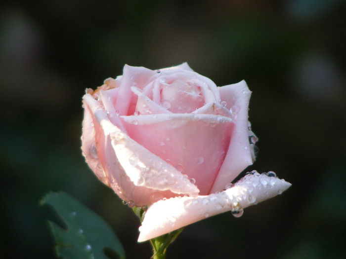 Frederic Mistral(The Children's Rose); Theahibryd,floare mare,40-45petale,parfum INTENS de lamaie,h 1,5-1,85m
