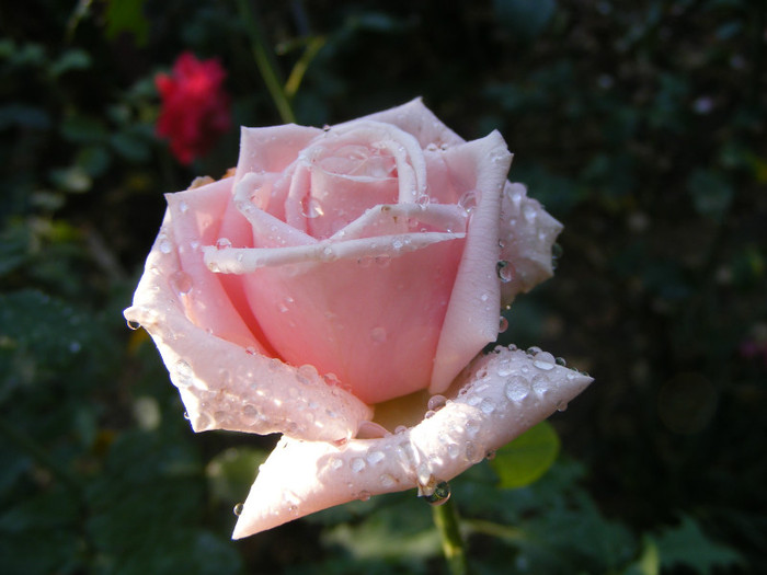 Frederic Mistral(The Children's Rose); Theahibryd,floare mare,40-45petale,parfum INTENS de lamaie,h 1,5-1,85m
