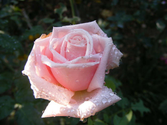 Frederic Mistral(The Children's Rose); Theahibryd,floare mare,40-45petale,parfum INTENS de lamaie,h 1,5-1,85m
