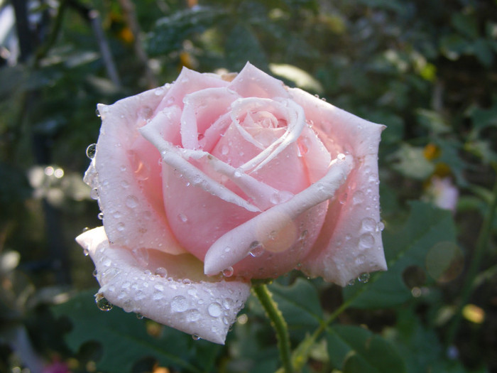 Frederic Mistral(The Children's Rose); Theahibryd,floare mare,40-45petale,parfum INTENS de lamaie,h 1,5-1,85m
