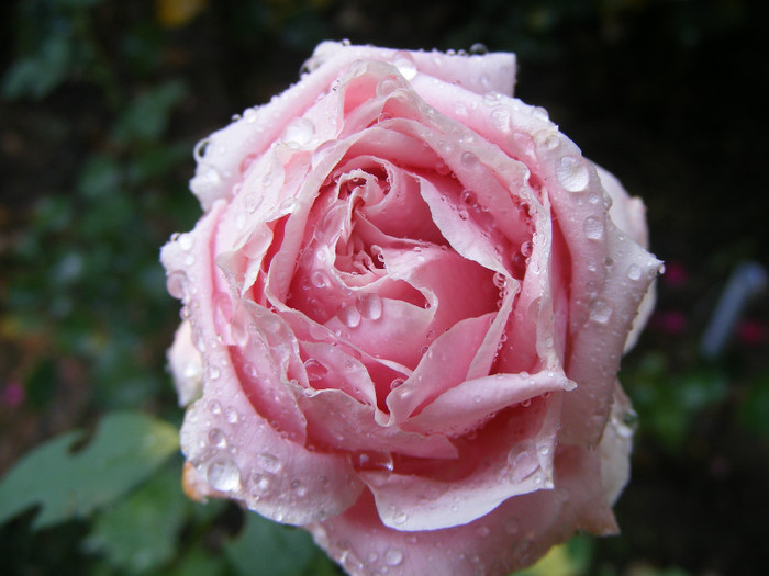 Frederic Mistral(The Children's Rose); Theahibryd,floare mare,40-45petale,parfum INTENS de lamaie,h 1,5-1,85m
