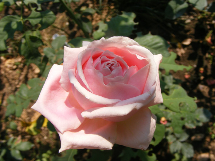 Frederic Mistral(The Children's Rose); Theahibryd,floare mare,40-45petale,parfum INTENS de lamaie,h 1,5-1,85m
