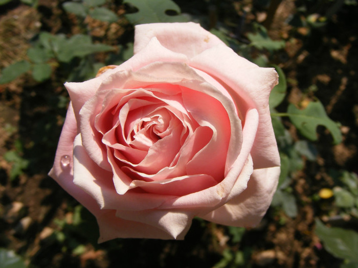 Frederic Mistral(The Children's Rose); Theahibryd,floare mare,40-45petale,parfum INTENS de lamaie,h 1,5-1,85m
