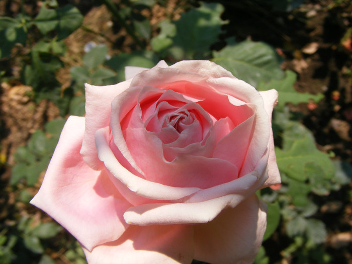 Frederic Mistral(The Children's Rose); Theahibryd,floare mare,40-45petale,parfum INTENS de lamaie,h 1,5-1,85m
