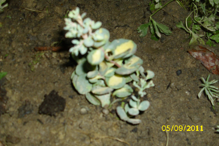 sedum sieboldii variegatum