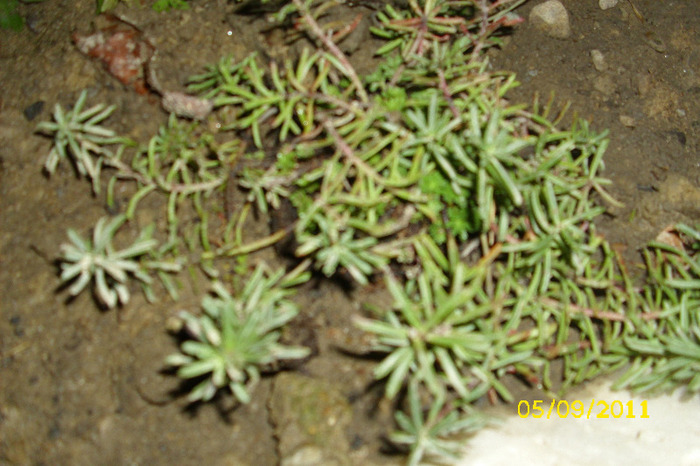 Sedum Kamtschaticum 'Diffusum'