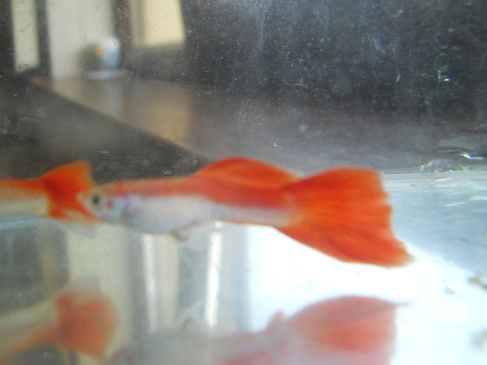 august 2011 572; adult guppy
