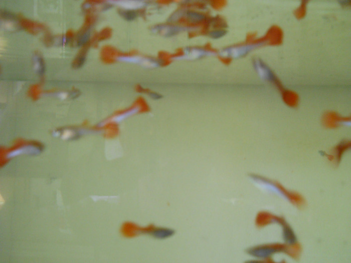 august 2011 548 - guppy crescatorie