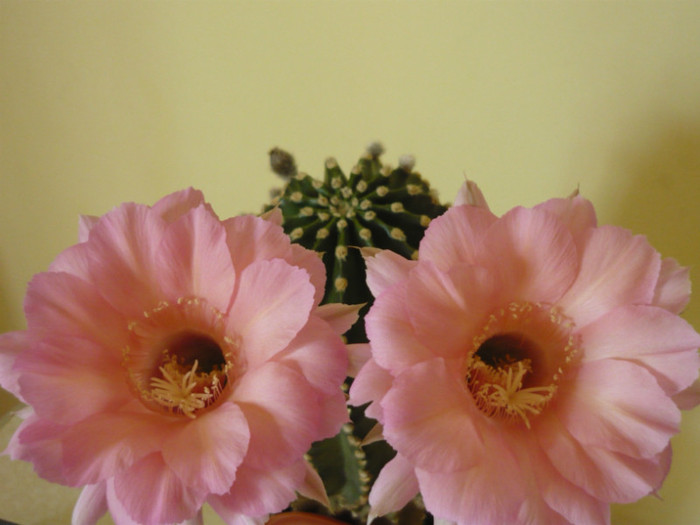 P1020325 - cactusi 2011