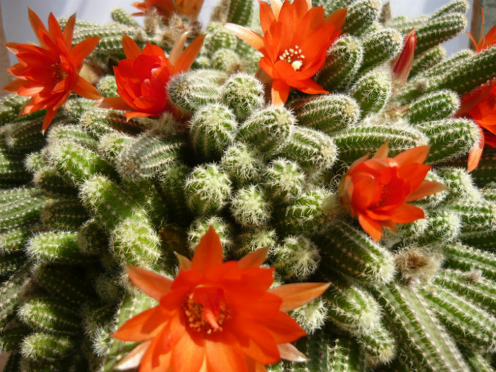 P1020250 - cactusi 2011