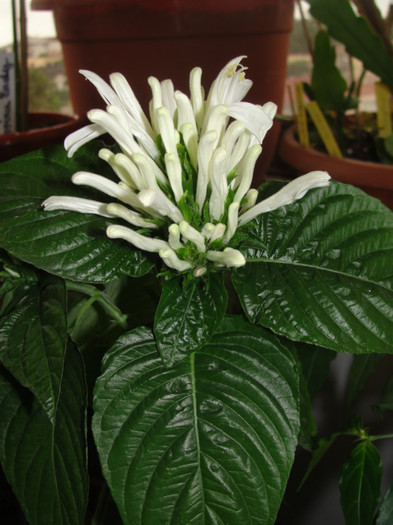  - C-justicia carnea alba sau jacobina carnea alba