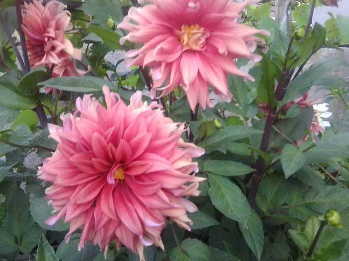 Fotografie0421 - flori vara 2011