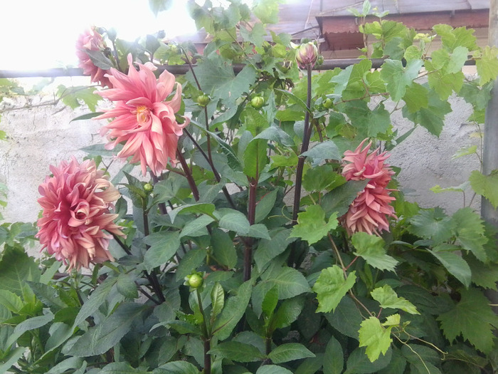 Fotografie0423 - flori vara 2011