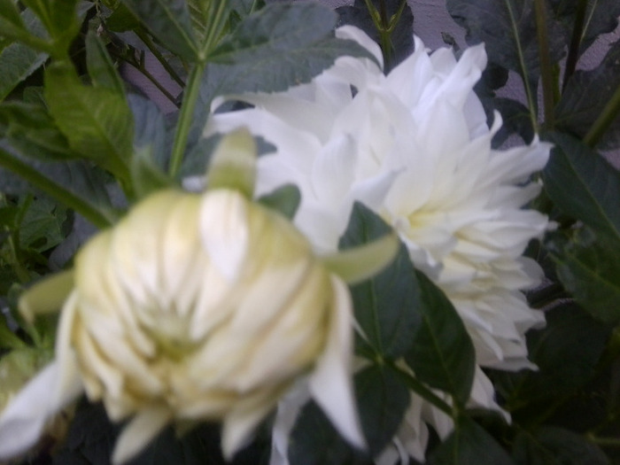 Fotografie0424 - flori vara 2011