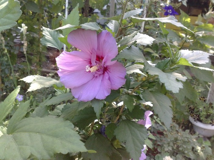 din seminte, anul 2 - Hibiscus Syriacus