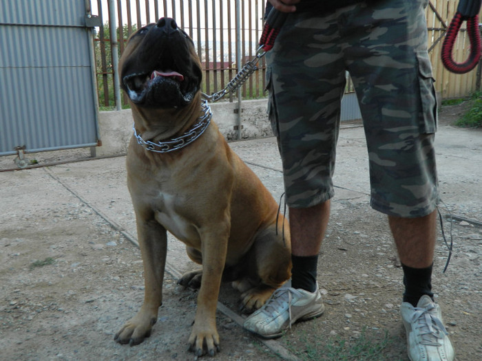 DSCN0378 - Dogo Canario