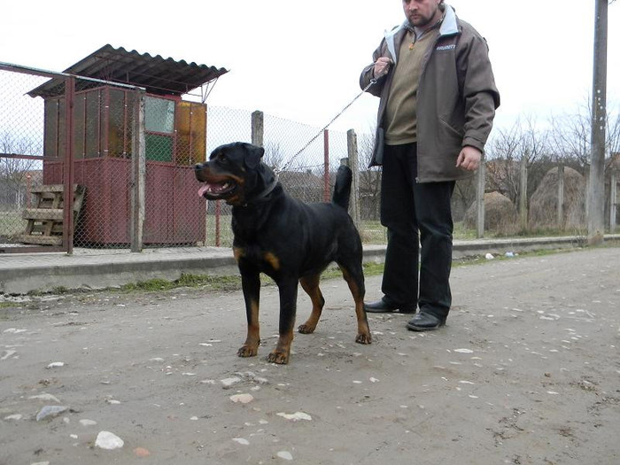 Agnes paznicul curti - CATEA ROTTWEILER LOCUL 2 PE TARA LA CUPA TIRNAVEI