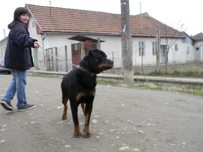 Agnes si Thorsten - CATEA ROTTWEILER LOCUL 2 PE TARA LA CUPA TIRNAVEI