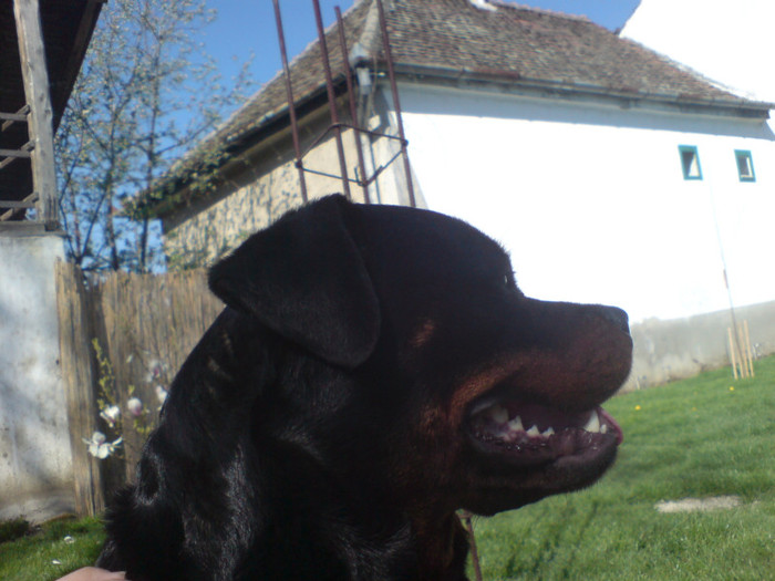 AGNES - CATEA ROTTWEILER LOCUL 2 PE TARA LA CUPA TIRNAVEI