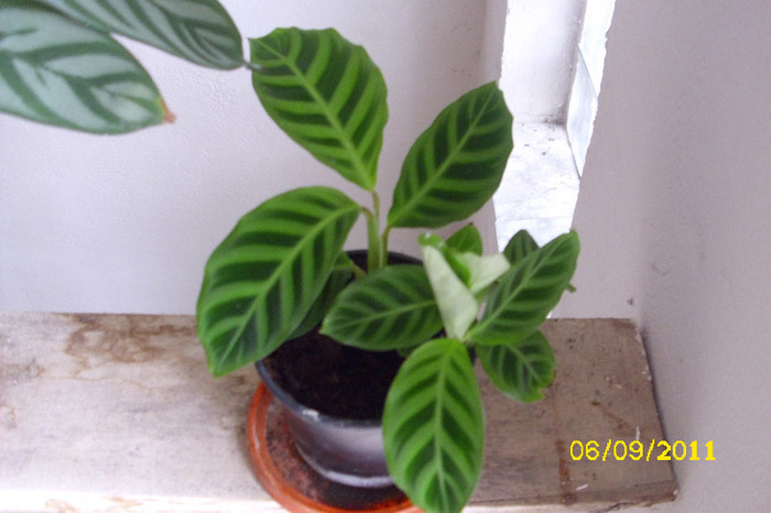 calathea zebrina - Colectie calathea