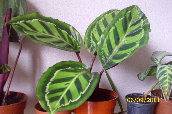 calathea roseopicta - Colectie calathea